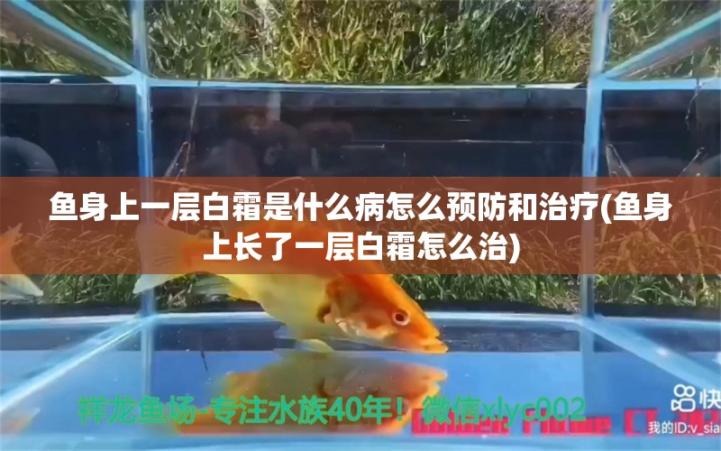 魚身上一層白霜是什么病怎么預防和治療(魚身上長了一層白霜怎么治) 泰國虎魚