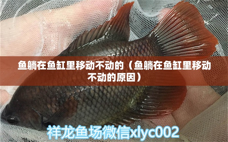 魚(yú)躺在魚(yú)缸里移動(dòng)不動(dòng)的（魚(yú)躺在魚(yú)缸里移動(dòng)不動(dòng)的原因） 其他品牌魚(yú)缸