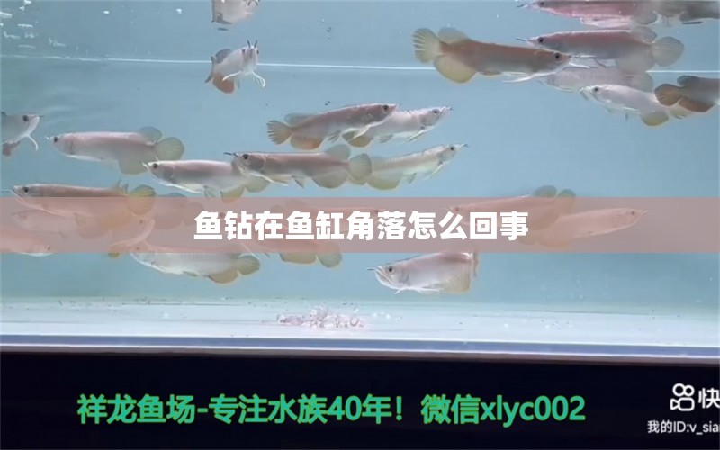 魚鉆在魚缸角落怎么回事