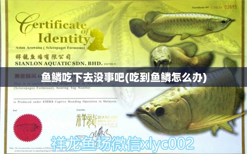 魚(yú)鱗吃下去沒(méi)事吧(吃到魚(yú)鱗怎么辦) 金老虎魚(yú)