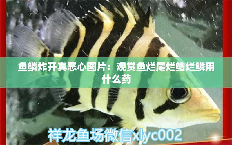 魚(yú)鱗炸開(kāi)真惡心圖片：觀賞魚(yú)爛尾爛鰭爛鱗用什么藥 申古三間魚(yú)