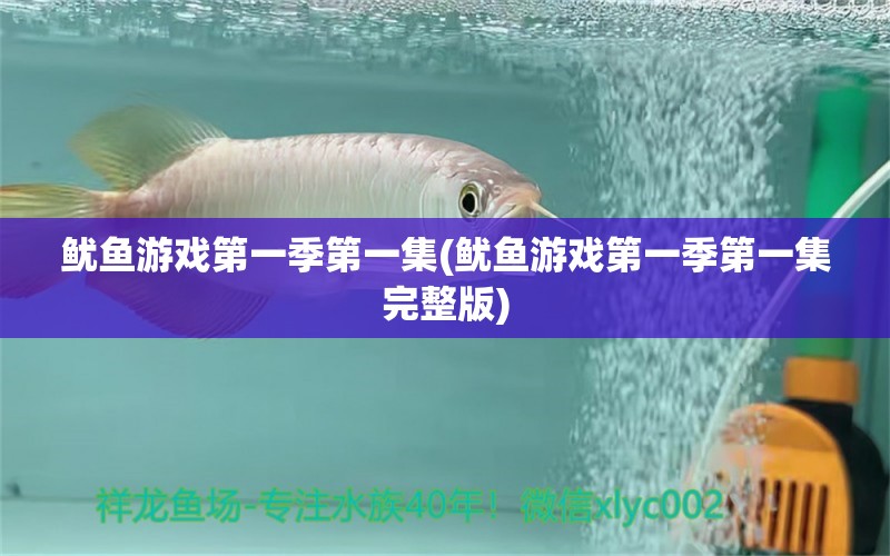 魷魚(yú)游戲第一季第一集(魷魚(yú)游戲第一季第一集完整版) 黃寬帶蝴蝶魚(yú)