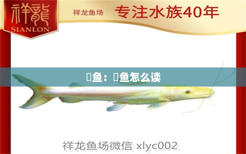 鲀魚：鲀魚怎么讀 豬鼻龜