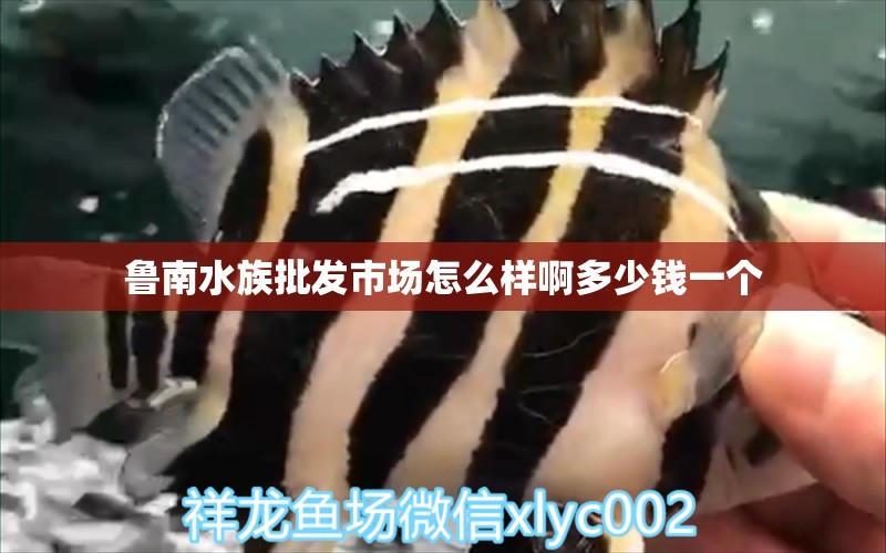 魯南水族批發(fā)市場怎么樣啊多少錢一個 觀賞魚水族批發(fā)市場