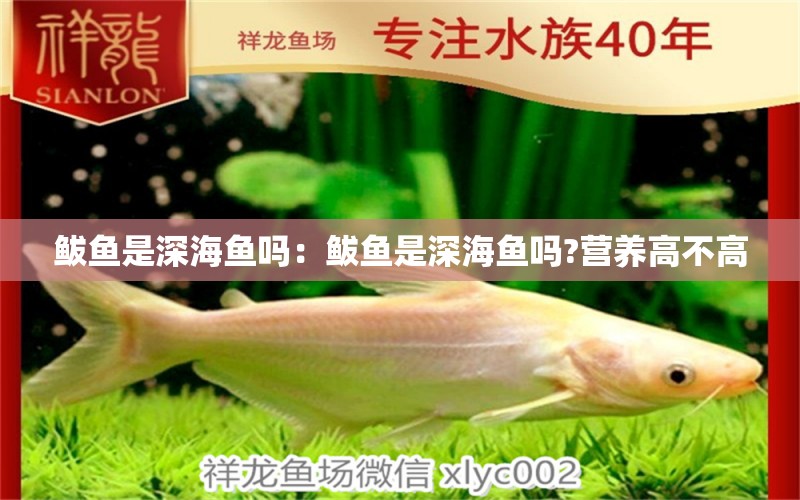 鲅魚(yú)是深海魚(yú)嗎：鲅魚(yú)是深海魚(yú)嗎?營(yíng)養(yǎng)高不高