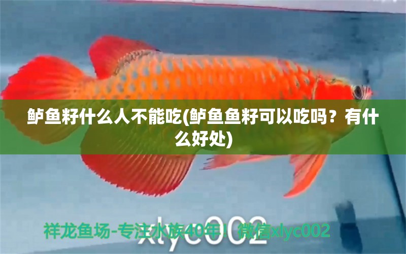 鱸魚籽什么人不能吃(鱸魚魚籽可以吃嗎？有什么好處) 印尼虎苗