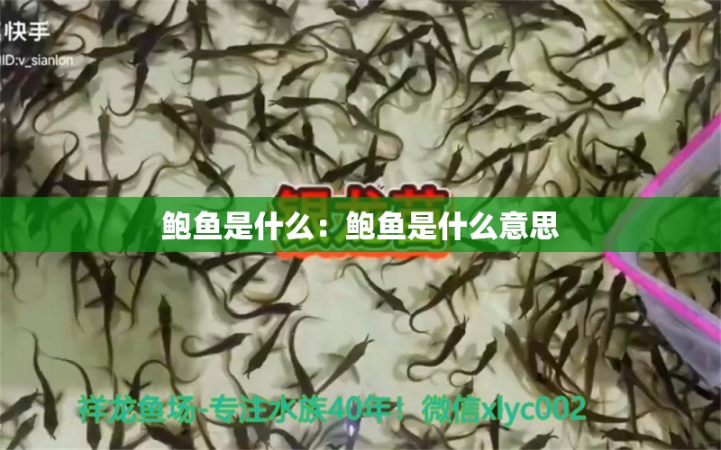 鮑魚是什么：鮑魚是什么意思