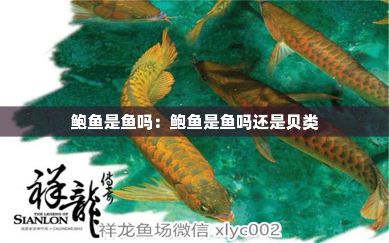 鮑魚是魚嗎：鮑魚是魚嗎還是貝類