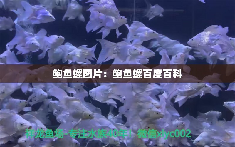 鮑魚螺圖片：鮑魚螺百度百科