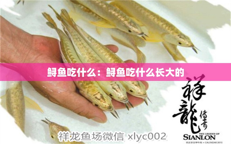 鱘魚吃什么：鱘魚吃什么長大的