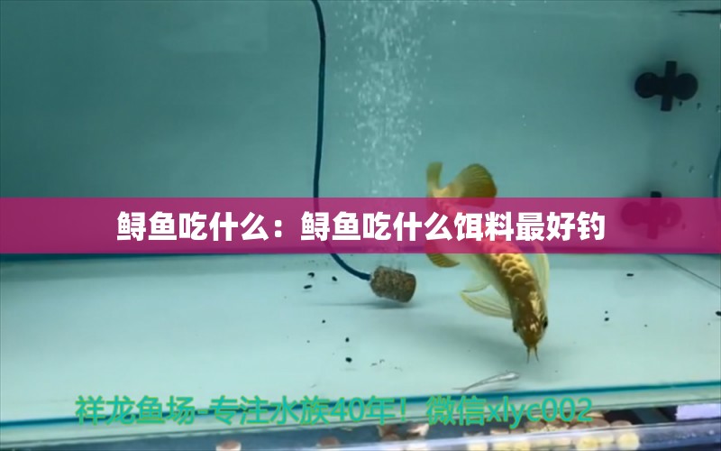 鱘魚吃什么：鱘魚吃什么餌料最好釣 垂釣樂園