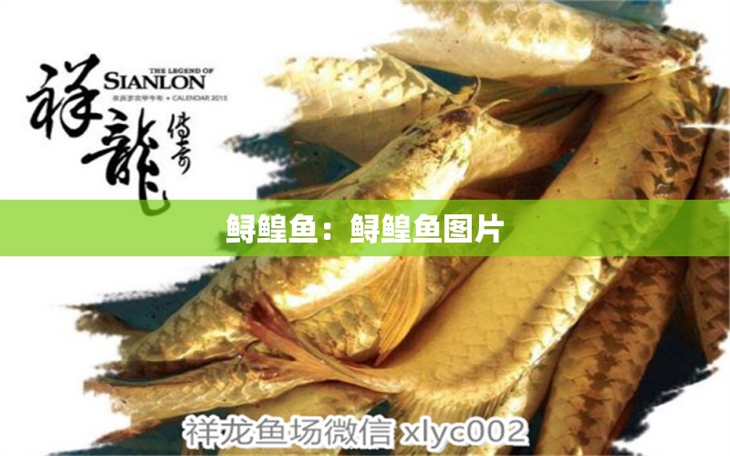 鱘鰉魚：鱘鰉魚圖片