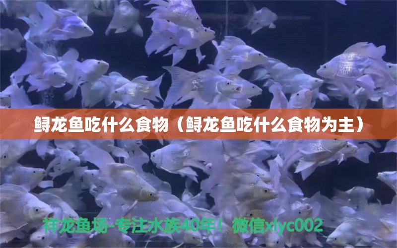 鱘龍魚吃什么食物（鱘龍魚吃什么食物為主）