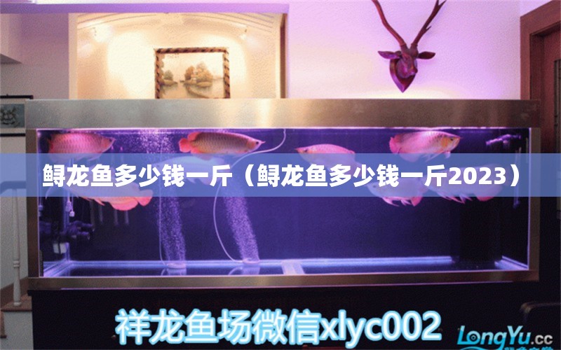 鱘龍魚多少錢一斤（鱘龍魚多少錢一斤2023） 龍魚疾病與治療