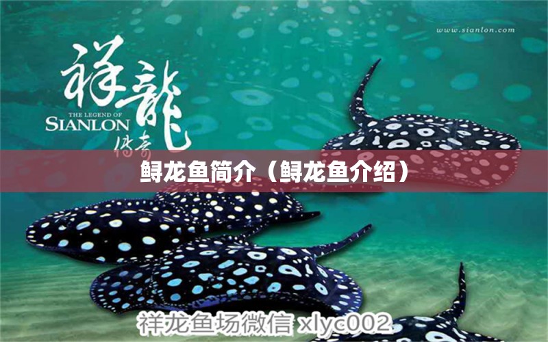 鱘龍魚簡介（鱘龍魚介紹） 祥龍水族醫(yī)院