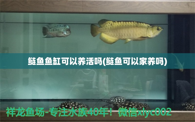 鰱魚(yú)魚(yú)缸可以養(yǎng)活嗎(鰱魚(yú)可以家養(yǎng)嗎)