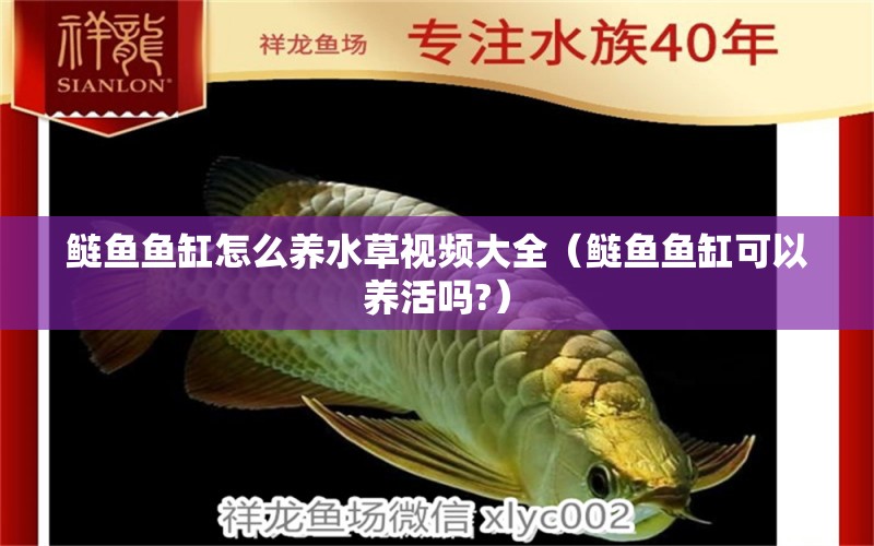 鰱魚魚缸怎么養(yǎng)水草視頻大全（鰱魚魚缸可以養(yǎng)活嗎?） 魚缸水質(zhì)穩(wěn)定劑