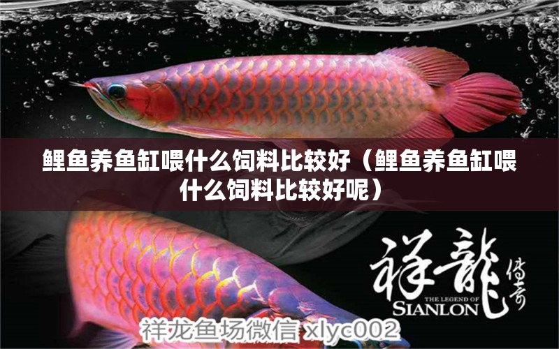 鯉魚養(yǎng)魚缸喂什么飼料比較好（鯉魚養(yǎng)魚缸喂什么飼料比較好呢）