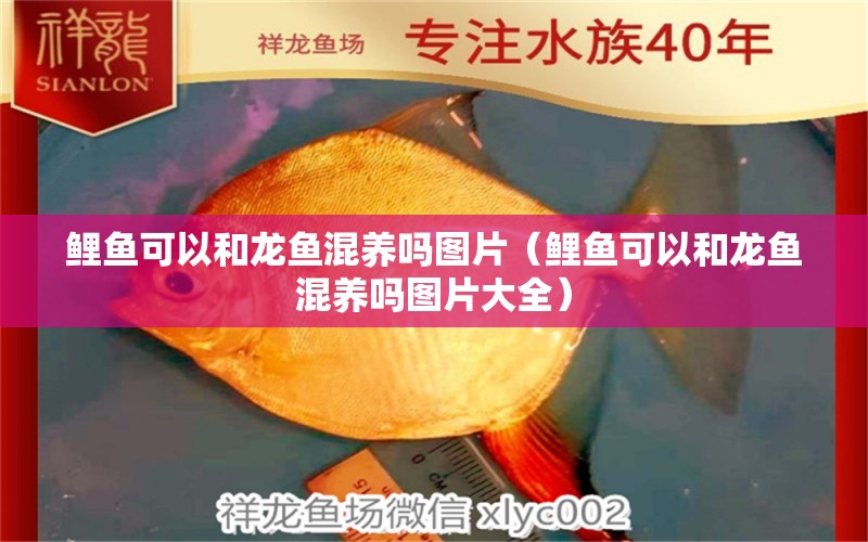 鯉魚可以和龍魚混養(yǎng)嗎圖片（鯉魚可以和龍魚混養(yǎng)嗎圖片大全）