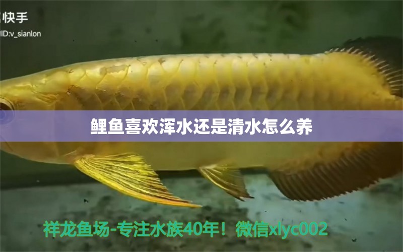 鯉魚喜歡渾水還是清水怎么養(yǎng) 蘇虎 第3張