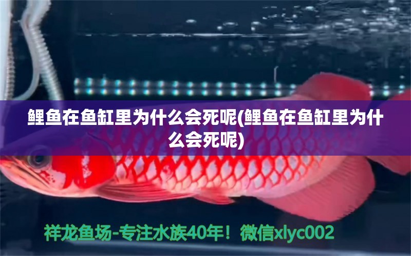 鯉魚在魚缸里為什么會死呢(鯉魚在魚缸里為什么會死呢) 祥禾Super Red紅龍魚