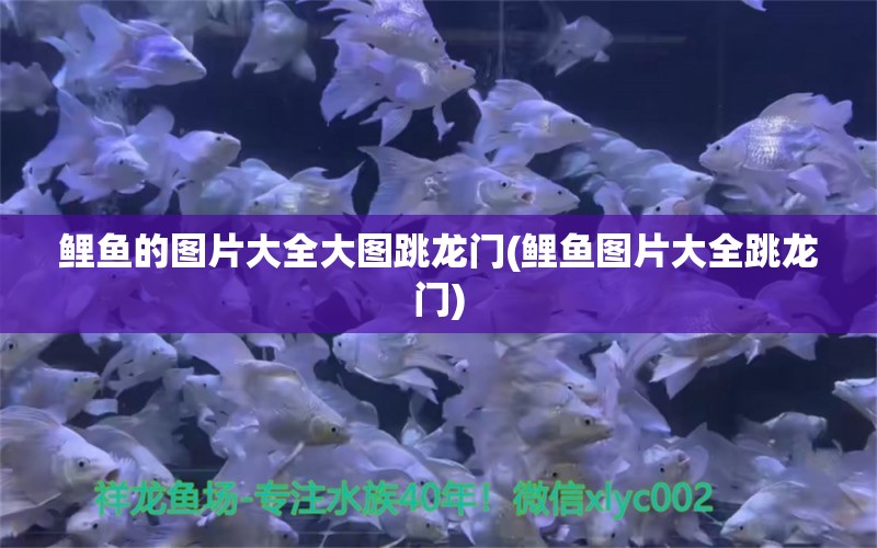 鯉魚的圖片大全大圖跳龍門(鯉魚圖片大全跳龍門) 黃金鴨嘴魚