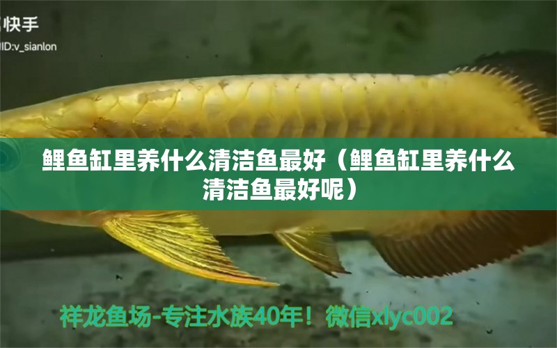 鯉魚缸里養(yǎng)什么清潔魚最好（鯉魚缸里養(yǎng)什么清潔魚最好呢）