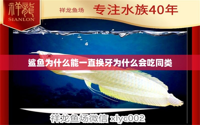 鯊魚為什么能一直換牙為什么會吃同類 朱巴利魚 第2張