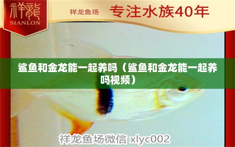 鯊魚(yú)和金龍能一起養(yǎng)嗎（鯊魚(yú)和金龍能一起養(yǎng)嗎視頻） 廣州龍魚(yú)批發(fā)市場(chǎng)