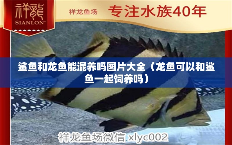 鯊魚和龍魚能混養(yǎng)嗎圖片大全（龍魚可以和鯊魚一起飼養(yǎng)嗎） 超血紅龍魚 第1張