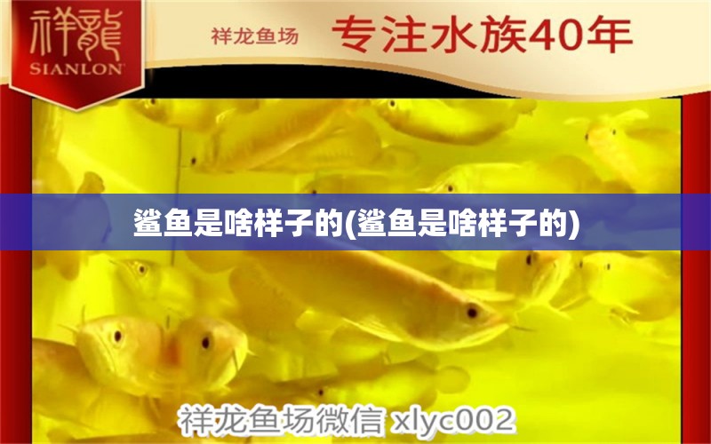 鯊魚是啥樣子的(鯊魚是啥樣子的) 黃吉金龍（白子金龍魚）