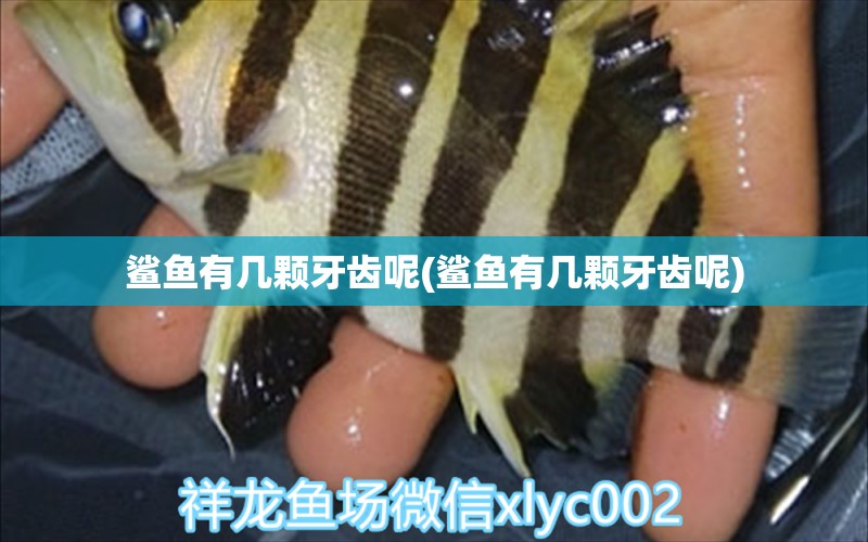 鯊魚有幾顆牙齒呢(鯊魚有幾顆牙齒呢) 養(yǎng)魚的好處