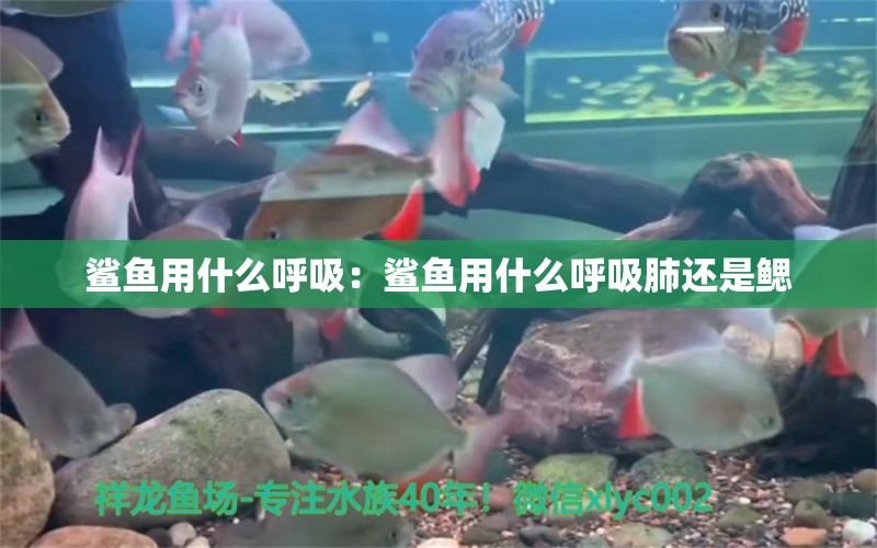 鯊魚用什么呼吸：鯊魚用什么呼吸肺還是鰓