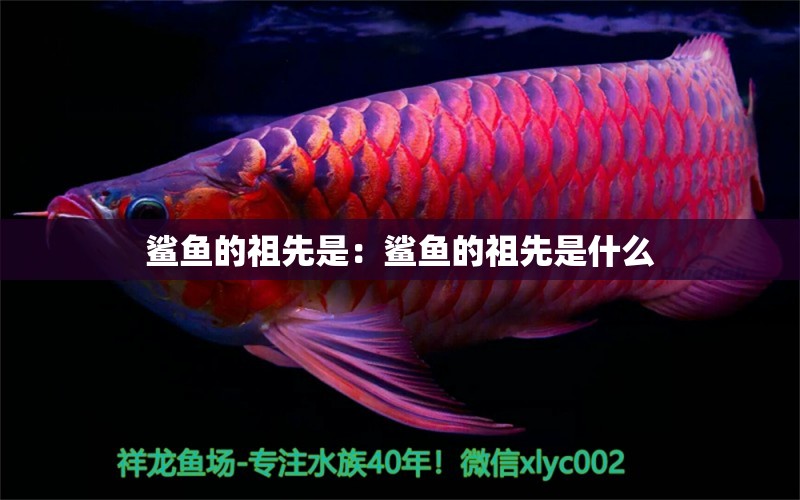 鯊魚的祖先是：鯊魚的祖先是什么