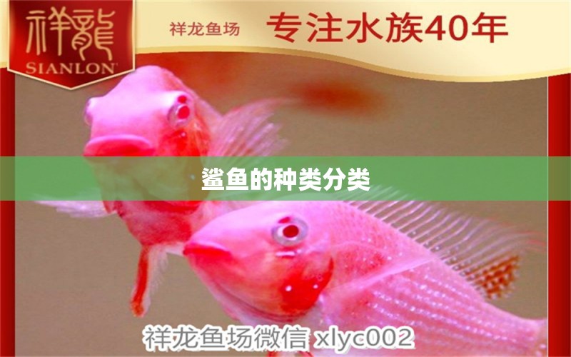 鯊魚的種類分類 觀賞魚批發(fā)