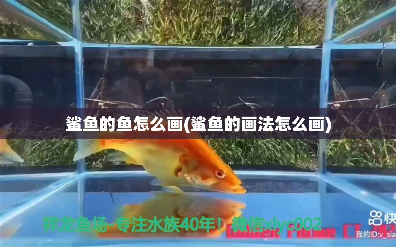 鯊魚的魚怎么畫(鯊魚的畫法怎么畫) 造景/裝飾