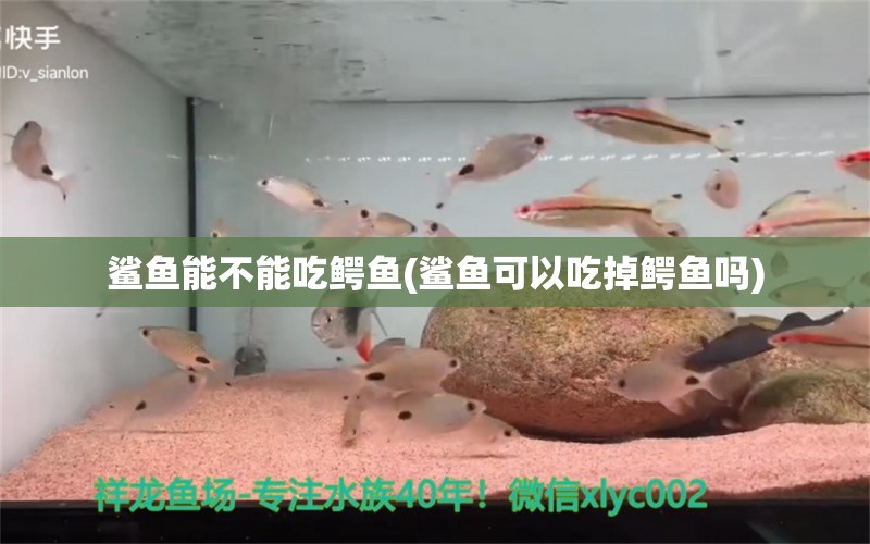 鯊魚能不能吃鱷魚(鯊魚可以吃掉鱷魚嗎)