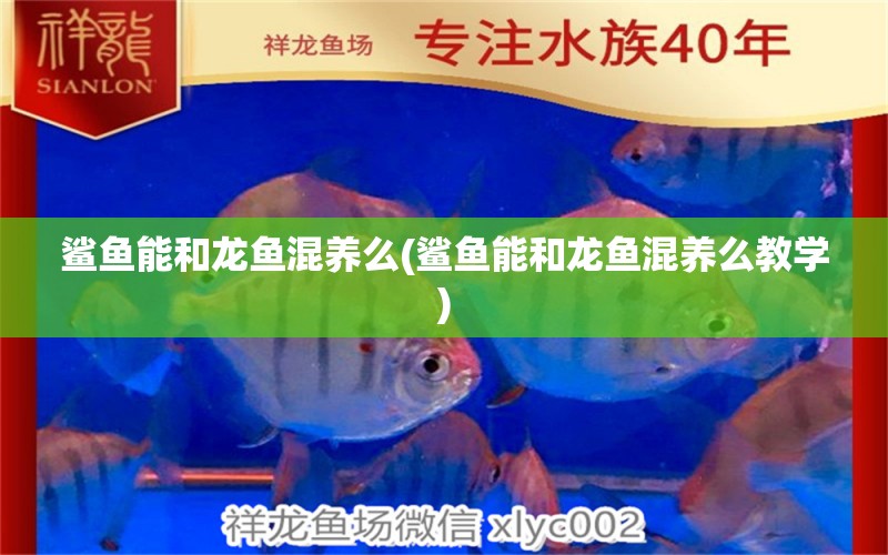 鯊魚能和龍魚混養(yǎng)么(鯊魚能和龍魚混養(yǎng)么教學) 祥龍赫舞紅龍魚