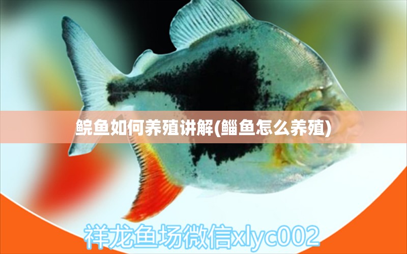 鯇魚如何養(yǎng)殖講解(鯔魚怎么養(yǎng)殖) 電鰻