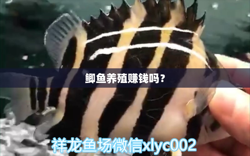 鯽魚養(yǎng)殖賺錢嗎？