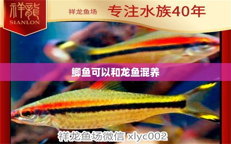 鯽魚(yú)可以和龍魚(yú)混養(yǎng)