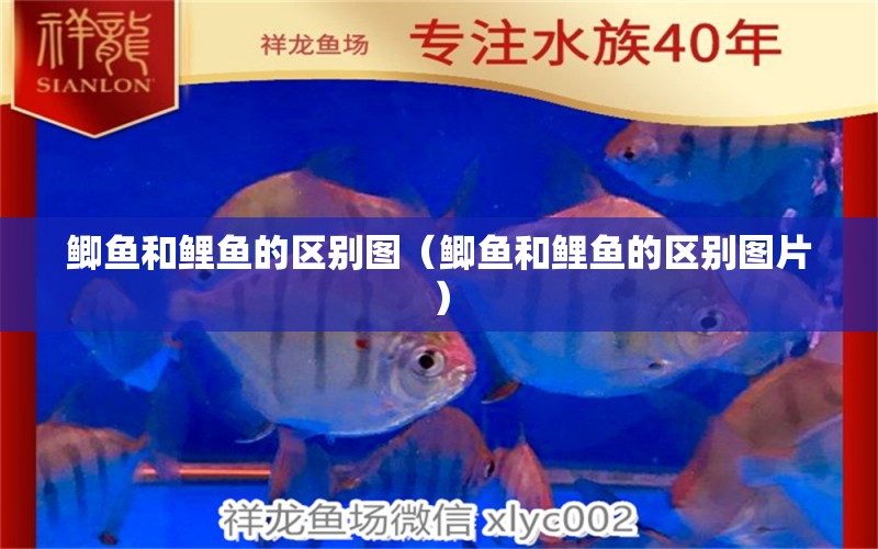 鯽魚和鯉魚的區(qū)別圖（鯽魚和鯉魚的區(qū)別圖片）