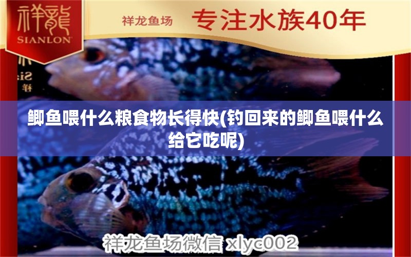 鯽魚喂什么糧食物長得快(釣回來的鯽魚喂什么給它吃呢) 垂釣樂園