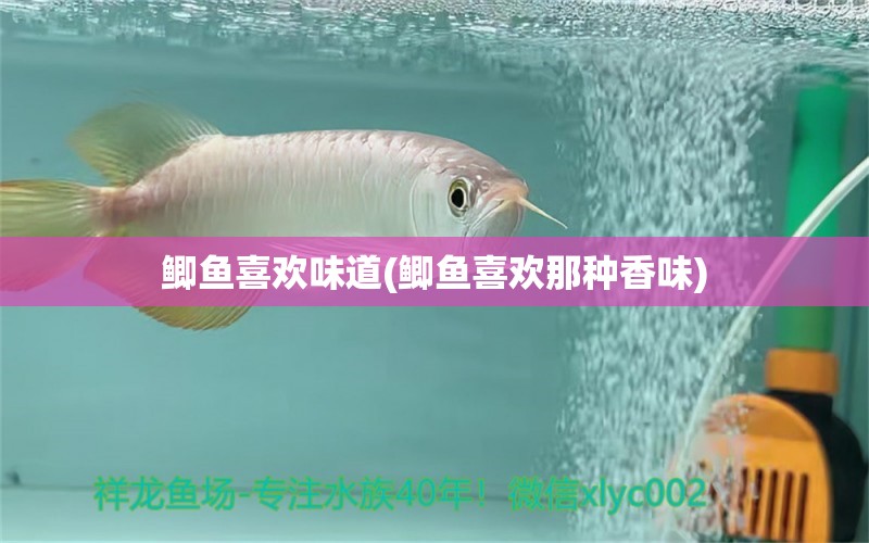 鯽魚喜歡味道(鯽魚喜歡那種香味)