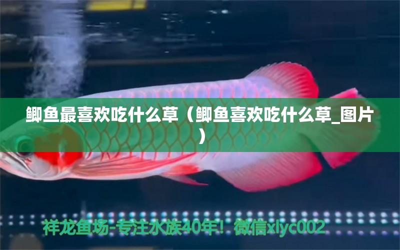 鯽魚最喜歡吃什么草（鯽魚喜歡吃什么草_圖片） 夢(mèng)幻雷龍魚