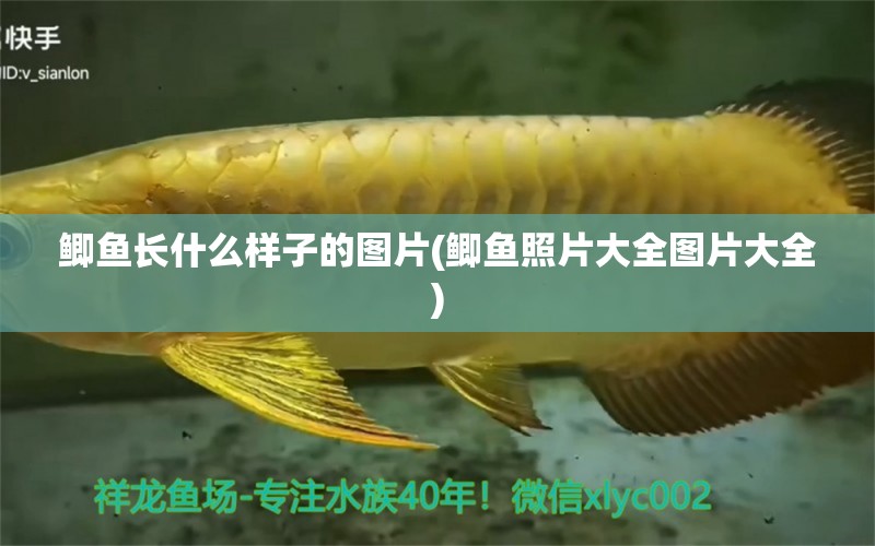 鯽魚長什么樣子的圖片(鯽魚照片大全圖片大全) 其他品牌魚缸