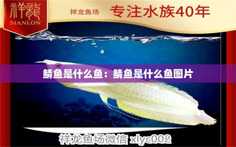 鯖魚是什么魚：鯖魚是什么魚圖片 觀賞魚市場(chǎng)（混養(yǎng)魚）