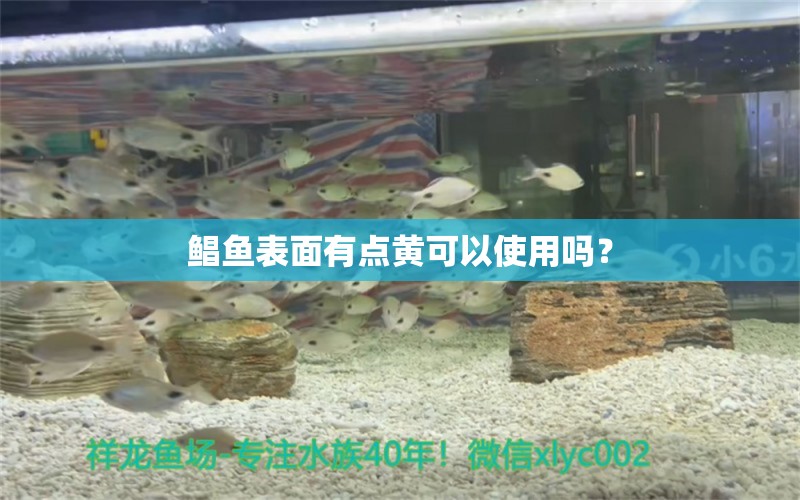 鯧魚表面有點(diǎn)黃可以使用嗎？ 金龍福龍魚