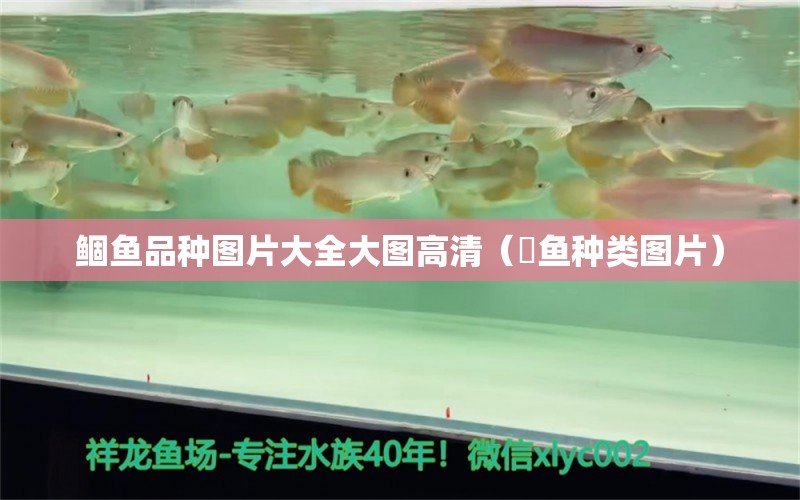 鲴魚品種圖片大全大圖高清（鰤魚種類圖片） 斑馬鴨嘴魚