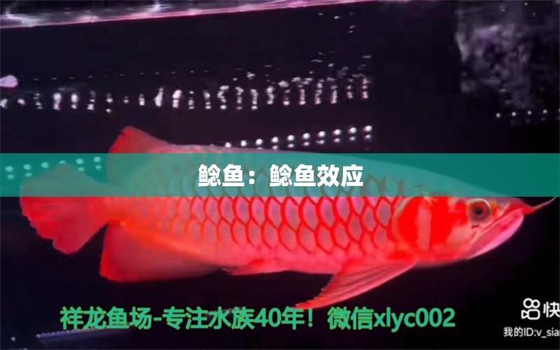 鯰魚：鯰魚效應(yīng) 廣州水族器材濾材批發(fā)市場(chǎng)